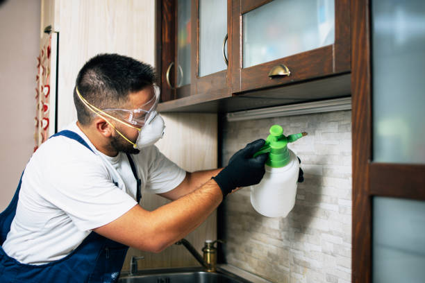 Best Flea Control Services  in Manorhaven, NY