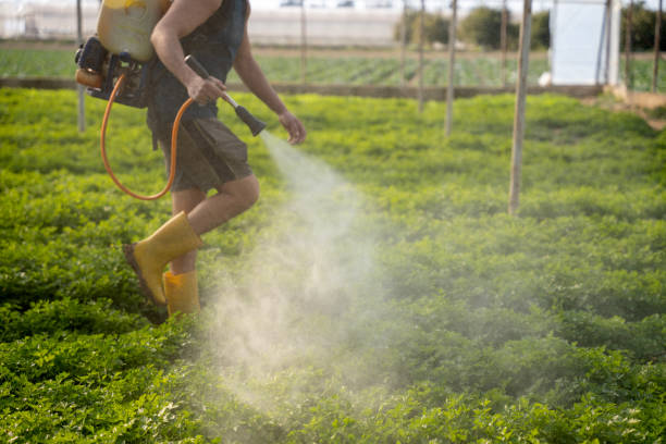 Best Wasp Removal Services  in Manorhaven, NY