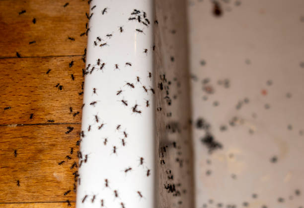 Pest Control Cost in Manorhaven, NY