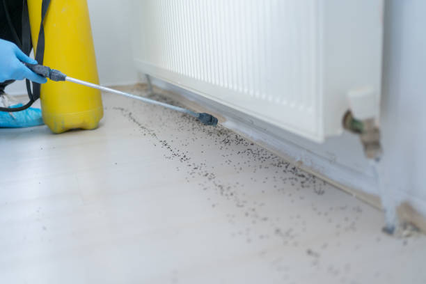Wasp Removal Services in Manorhaven, NY