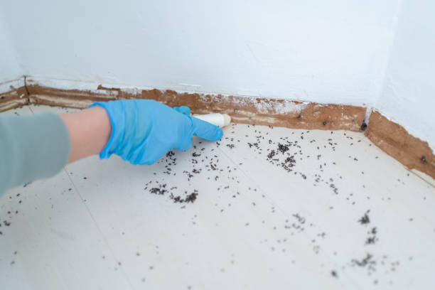Best Flea Control Services  in Manorhaven, NY